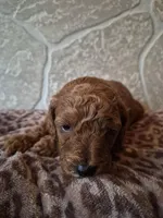 Leo, a female Cavapoo for sale in Millersburg, OH – Photo 1 of 3