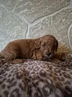 Leo, a female Cavapoo for sale in Millersburg, OH – Photo 3 of 3