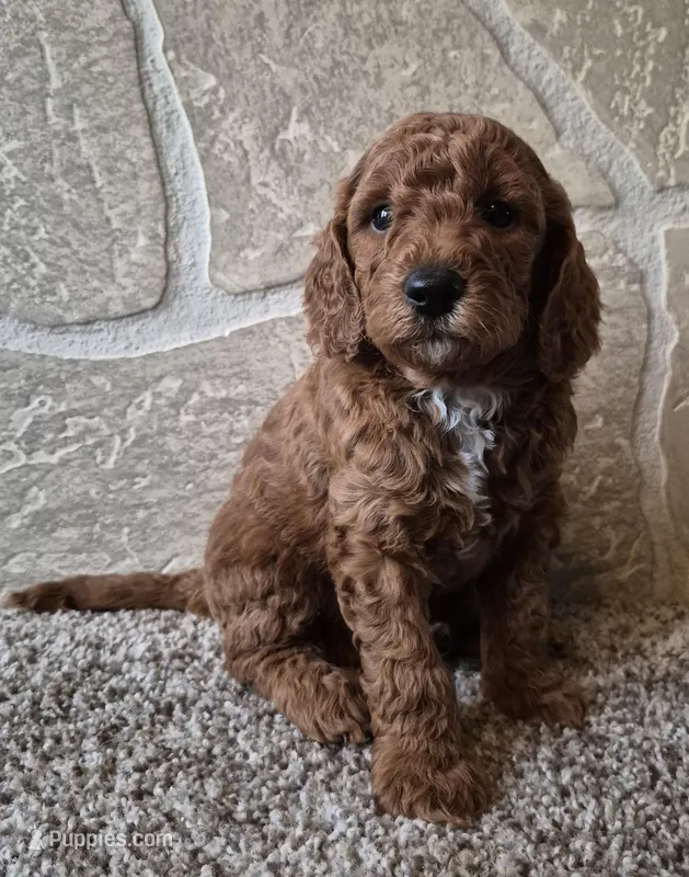 Leo – Cavapoo puppy for sale in Millersburg, OH