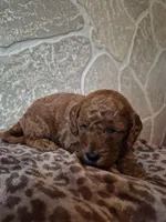 Leo, a female Cavapoo for sale in Millersburg, OH – Photo 2 of 3