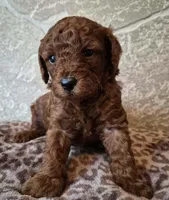 Autumn, a female Cavapoo for sale in Millersburg, OH – Photo 5 of 5