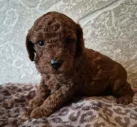Autumn, a female Cavapoo for sale in Millersburg, OH – Photo 2 of 5
