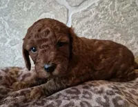 Autumn, a female Cavapoo for sale in Millersburg, OH – Photo 3 of 5