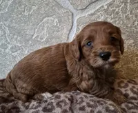 Cedar, a female Cavapoo for sale in Millersburg, OH – Photo 2 of 4