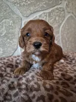 Cedar, a female Cavapoo for sale in Millersburg, OH – Photo 3 of 4