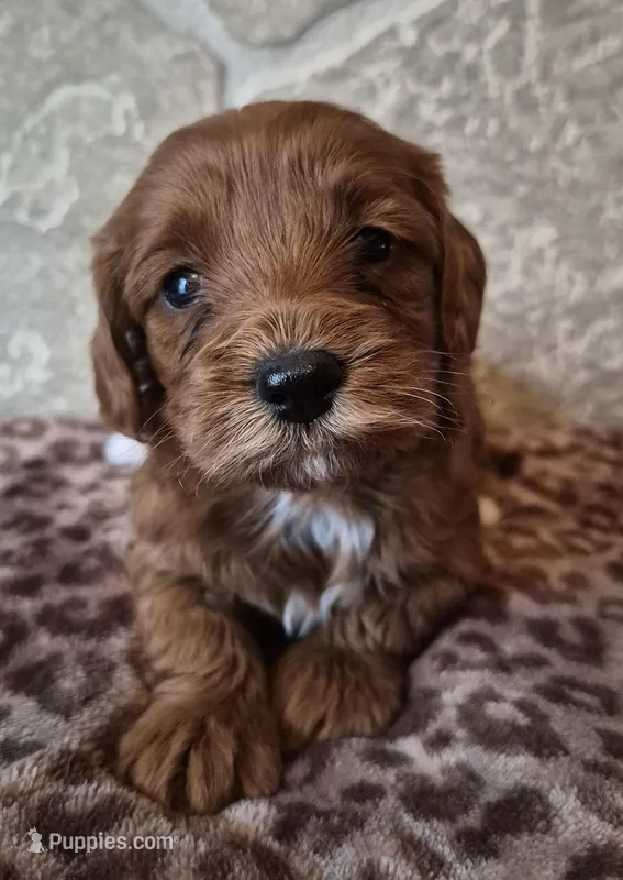 Cedar – Cavapoo puppy for sale in Millersburg, OH