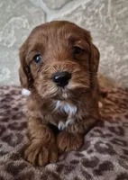 Cedar, a female Cavapoo for sale in Millersburg, OH – Photo 1 of 4