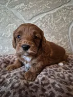 Cedar, a female Cavapoo for sale in Millersburg, OH – Photo 4 of 4