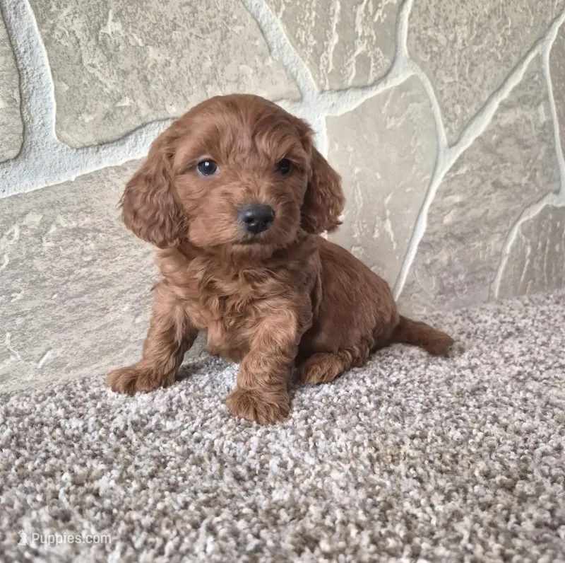 Dolly – Cavapoo puppy for sale in Millersburg, OH