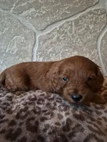 Dolly, a female Cavapoo for sale in Millersburg, OH – Photo 4 of 4