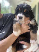 Hyacinth , a female Bernese Mountain Dog for sale in Fountain, NC – 8 of 10