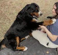Hyacinth , a female Bernese Mountain Dog for sale in Fountain, NC – 6 of 10