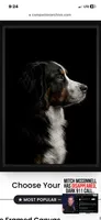 Daphne , a female Bernese Mountain Dog for sale in Fountain, NC – 7 of 8