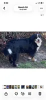 Hyacinth , a female Bernese Mountain Dog for sale in Fountain, NC – 9 of 10