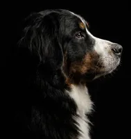 Hyacinth , a female Bernese Mountain Dog for sale in Fountain, NC – 5 of 10