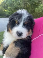 Daphne , a female Bernese Mountain Dog for sale in Fountain, NC – 1 of 8