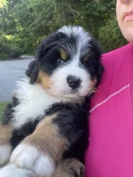 Daphne , a female Bernese Mountain Dog for sale in Fountain, NC – 2 of 8