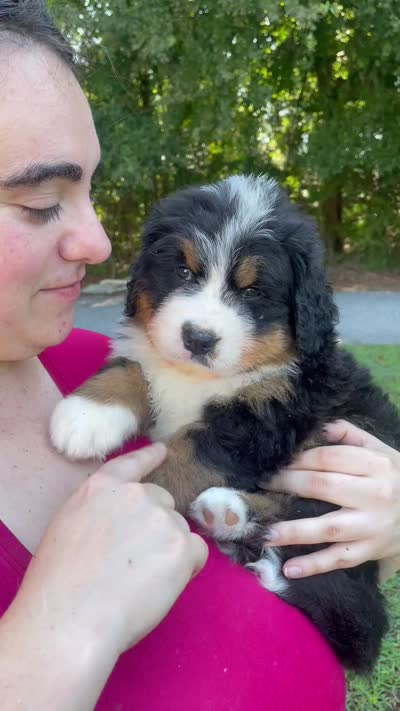 Daphne , a female Bernese Mountain Dog for sale in Fountain, NC – 5 of 8