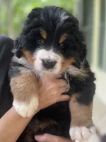 Hyacinth , a female Bernese Mountain Dog for sale in Fountain, NC – 10 of 10
