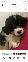 Hyacinth , a female Bernese Mountain Dog for sale in Fountain, NC – 4 of 10