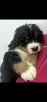 Hyacinth , a female Bernese Mountain Dog for sale in Fountain, NC – 3 of 10