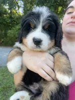 Daphne , a female Bernese Mountain Dog for sale in Fountain, NC – 3 of 8