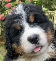 Daphne , a female Bernese Mountain Dog for sale in Fountain, NC – 6 of 8