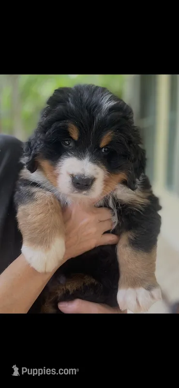 Hyacinth  – Bernese Mountain Dog puppy for sale in Fountain, NC