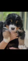 Hyacinth , a female Bernese Mountain Dog for sale in Fountain, NC – 1 of 10