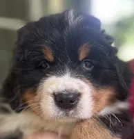 Hyacinth , a female Bernese Mountain Dog for sale in Fountain, NC – 7 of 10