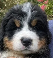 Daphne , a female Bernese Mountain Dog for sale in Fountain, NC – 4 of 8