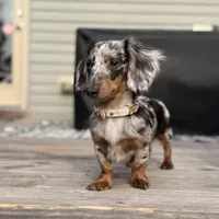 Brie, a female Miniature Dachshund for sale in Sanford, NC – Photo 1 of 5