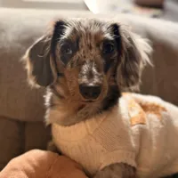 Brie, a female Miniature Dachshund for sale in Sanford, NC – Photo 3 of 5