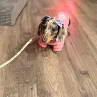 Brie, a female Miniature Dachshund for sale in Sanford, NC – Photo 5 of 5