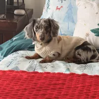 Brie, a female Miniature Dachshund for sale in Sanford, NC – Photo 4 of 5