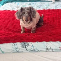 Brie, a female Miniature Dachshund for sale in Sanford, NC – Photo 2 of 5