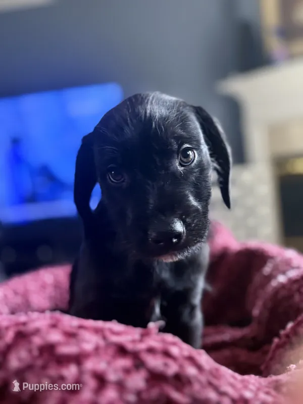 Lil Bit – American Staffordshire Terrier, Labradoodle puppy for sale in Louisville, KY
