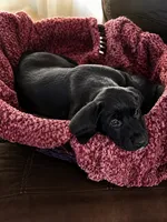 Sasha , a female American Staffordshire Terrier and Labradoodle for sale in Louisville, KY – 2 of 2