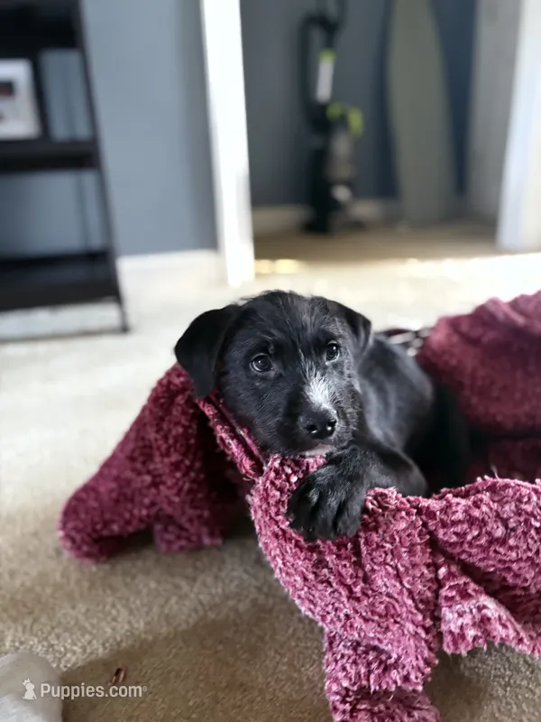 Goro – American Staffordshire Terrier, Labradoodle puppy for sale in Louisville, KY