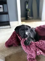 Goro, a male American Staffordshire Terrier and Labradoodle for sale in Louisville, KY – 1 of 1