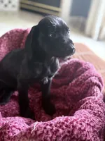 Lil Bit, a male American Staffordshire Terrier and Labradoodle for sale in Louisville, KY – 2 of 2