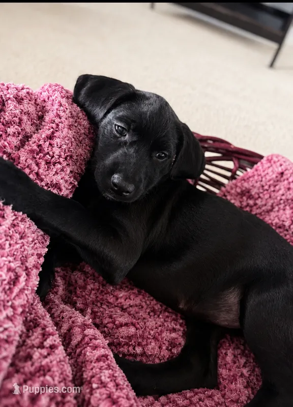 Sasha  – American Staffordshire Terrier, Labradoodle puppy for sale in Louisville, KY