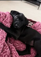 Sasha , a female American Staffordshire Terrier and Labradoodle for sale in Louisville, KY – 1 of 2