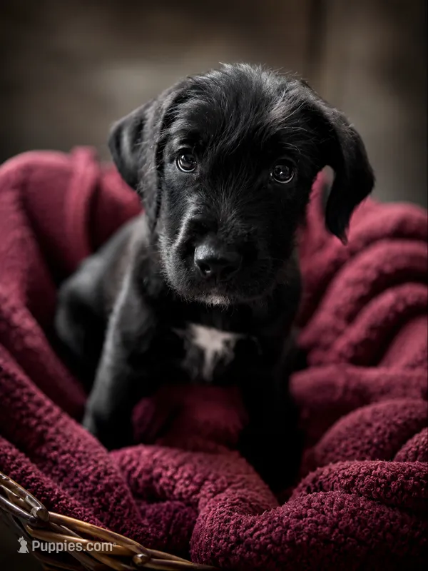 Rocky Jr – American Staffordshire Terrier, Labradoodle puppy for sale in Louisville, KY