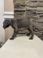 AKC European Female purple , a female Great Dane for sale in Dearing, GA – Photo 2 of 4