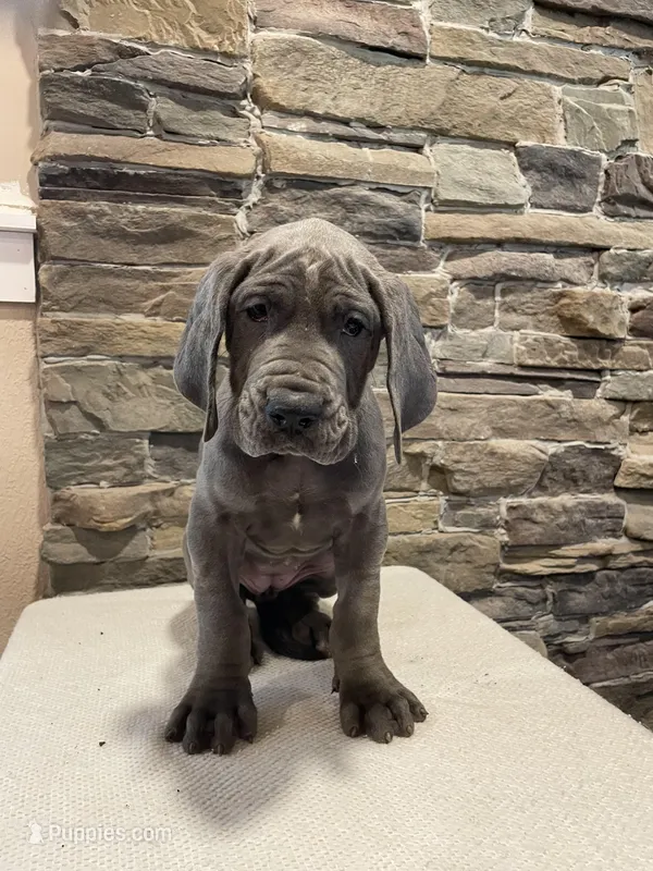 AKC European Female purple  – Great Dane puppy for sale in Dearing, GA