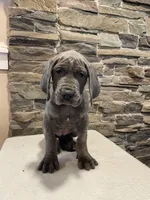 AKC European Female purple , a female Great Dane for sale in Dearing, GA – Photo 1 of 4