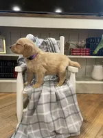 AKC-purple female , a female Golden Retriever for sale in Dearing, GA – Photo 2 of 4