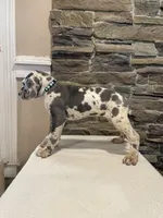 AKC European Female Teal, a female Great Dane for sale in Dearing, GA – Photo 2 of 4