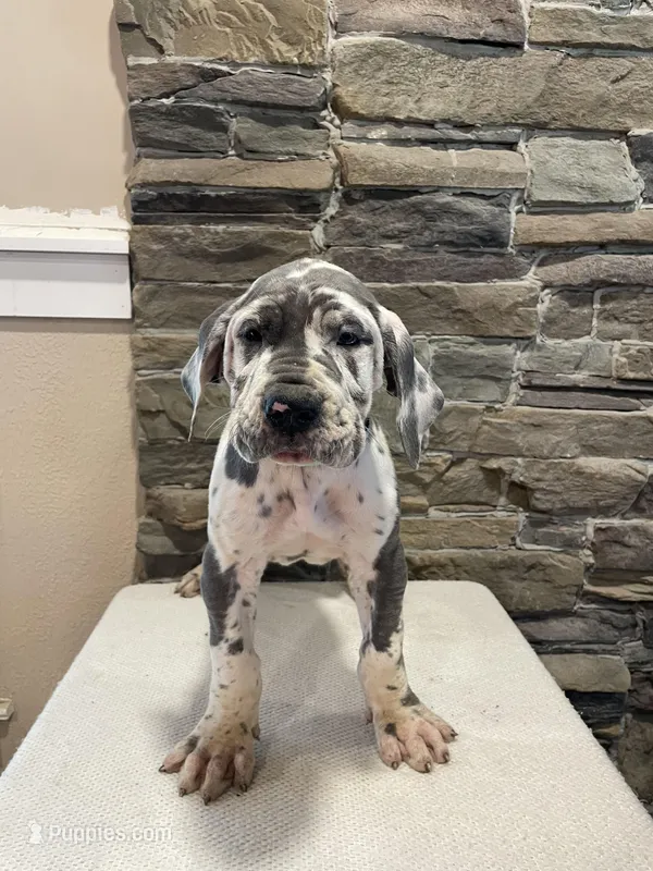 AKC European Female Teal – Great Dane puppy for sale in Dearing, GA
